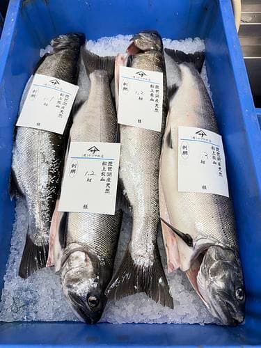 活〆ビワマス(刺網)