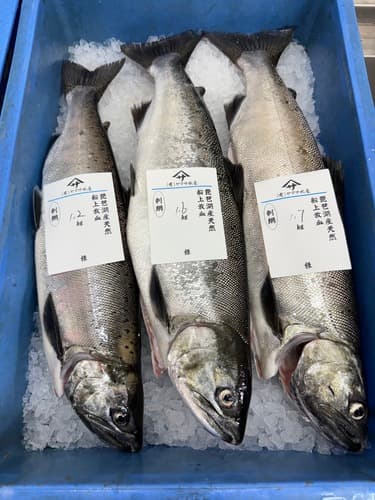 活〆ビワマス1kup7入約8.9kg