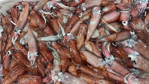 ケンサキイカバラ約7kg(定置)