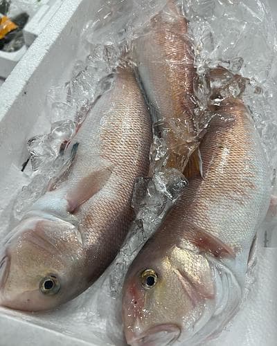 シロアマダイ2入約2.7kg