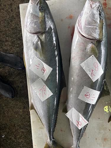 ヒラマサ16-17k台1入約17kg(定置)