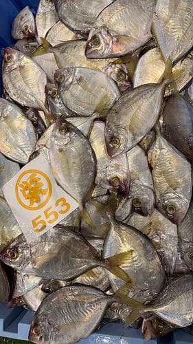 カイワリバラ約7kg