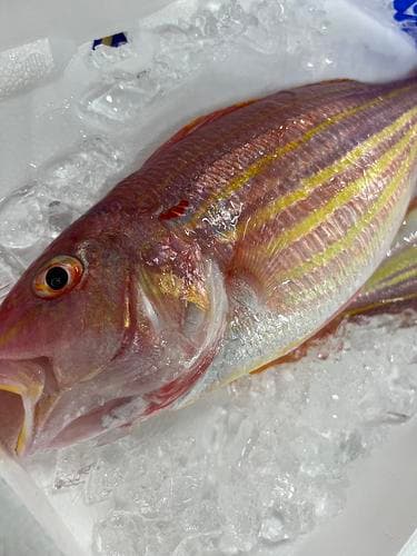 イトヨリダイ2入約1.3kg(底曳)