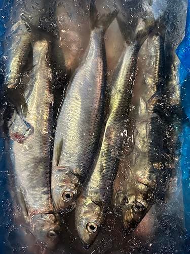 ニシン200-300g/10入約3.5kg