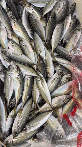 マアジ50〜70g約7kg(定置)