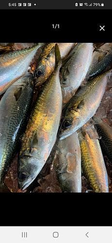 神経〆マサバ1尾500/600g6入約3kg