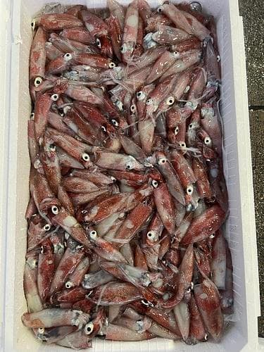 ケンサキイカバラ約3.8kg(定置)