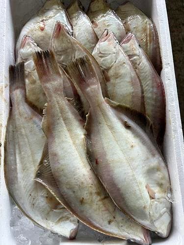 エテガレイ(底曳)