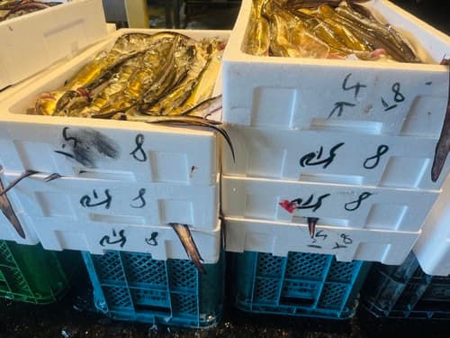 活〆ハモ(底曳)