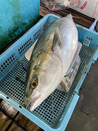 活〆ブリ1入約5.8kg(定置)