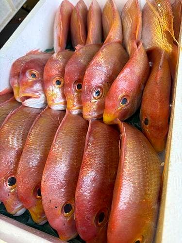 レンコダイ28入約10kg(底曳)