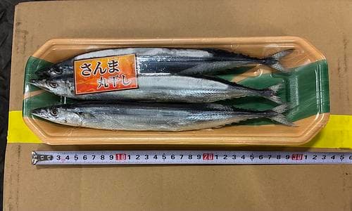 サンマ約11.4kg