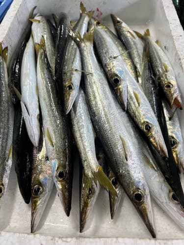 アカカマス29入約3.6kg(定置)