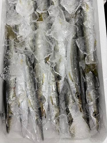 カマス11入約2kg