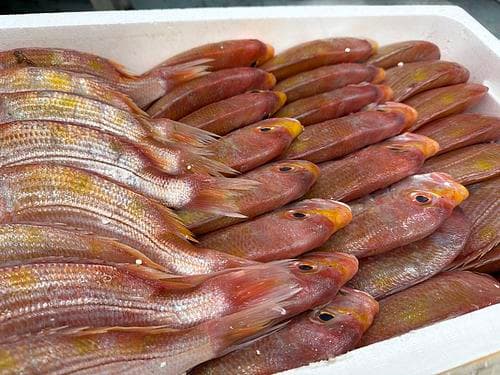 レンコダイ32入約10kg(底曳)