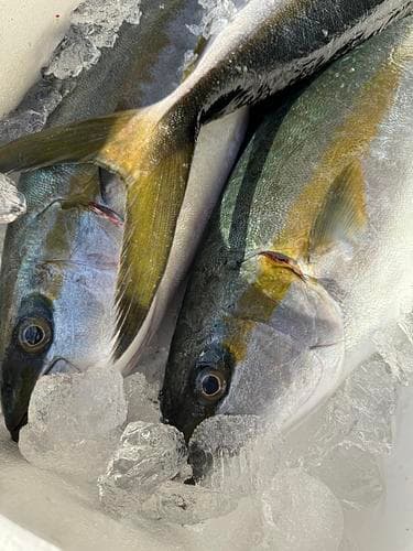 活〆ヒラマサ(定置)