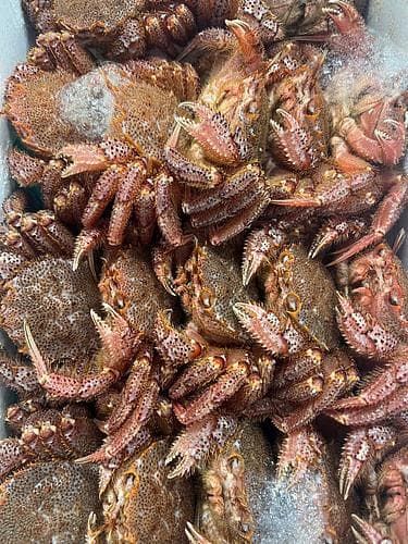 毛ガニ21入約7kg