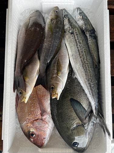 鮮魚BOX約6kg(定置)