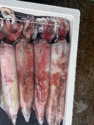 ケンサキイカ4入約1.9kg(定置)