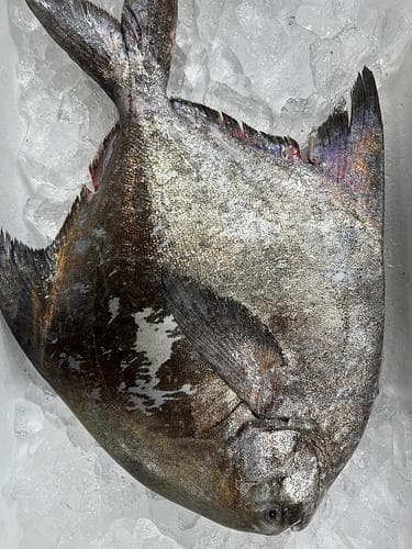 マナガツオ1入約1.2kg