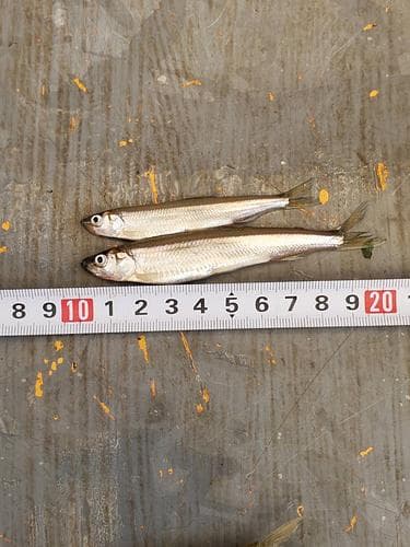 ワカサギ小(5-10cm)約5kg(沿岸)