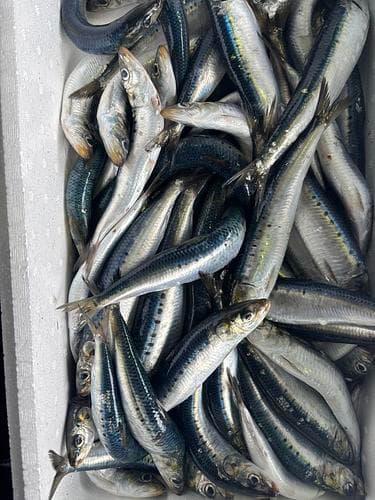 マイワシ85g前後約5kg(巻網)