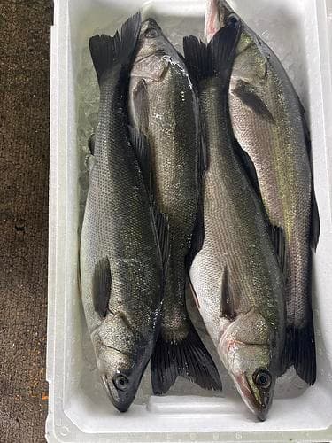 スズキ4入約5.2kg