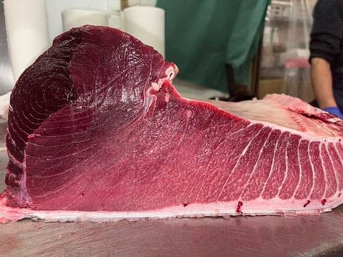 本マグロ(定置)