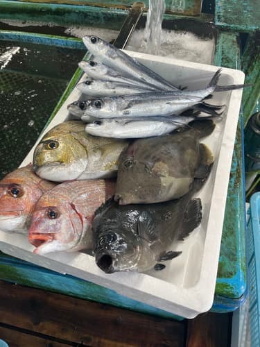 鮮魚BOX約5kg(定置)