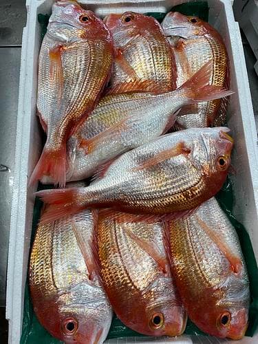 レンコダイ(底曳)