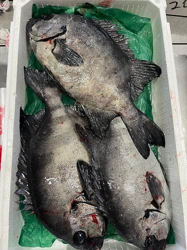 活〆イシダイ(底曳)