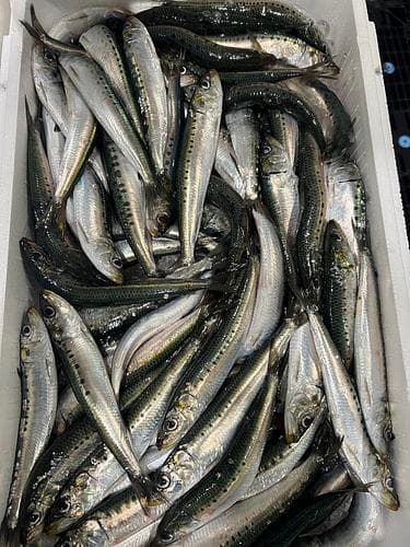マイワシ100g up 下氷あれば約5kg(巻網)