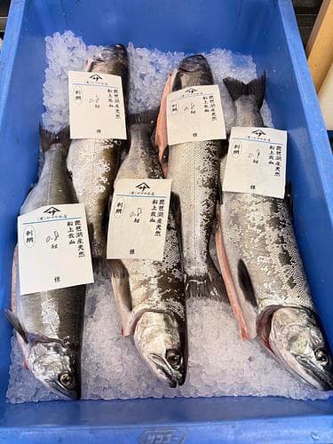 活〆ビワマス(刺網)