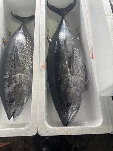 本マグロ15-16k台1入約15.5kg(定置)