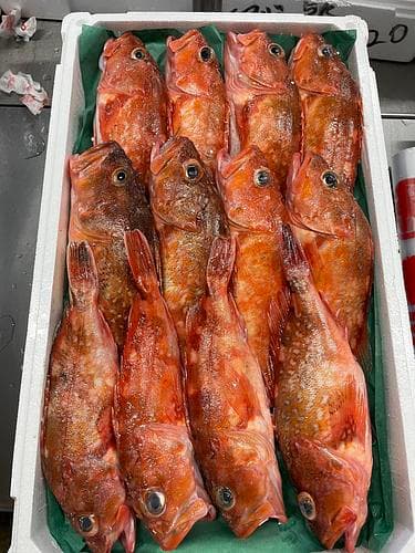 カサゴ12入約5kg