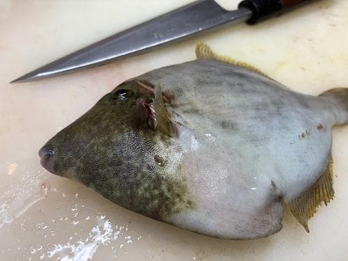 活〆本カワハギ(定置)