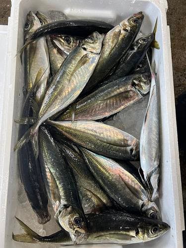 マアジ18尾前後18入約5.5kg(定置)