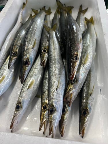 アカカマス16入約2.5kg(定置)