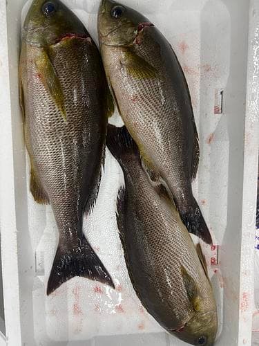 活〆イサキ(定置)