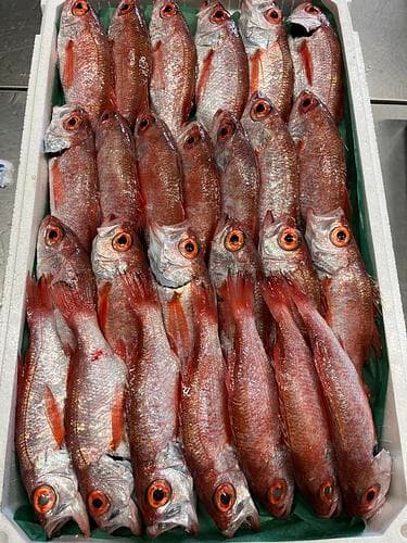 アカムツ(底曳)