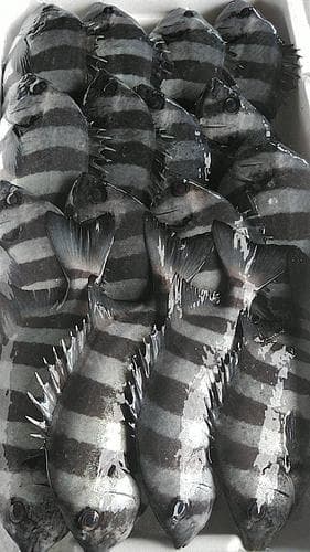 イシダイ16入約5.4kg(定置)