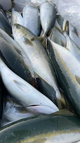 ツバスバラ約7kg(定置)