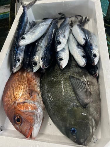 鮮魚BOX約5.6kg(定置)