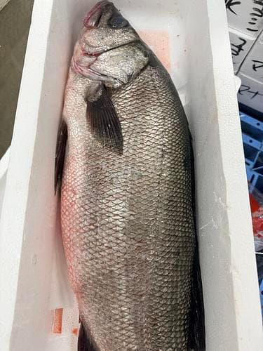 活〆ヒラスズキ4入約6kg