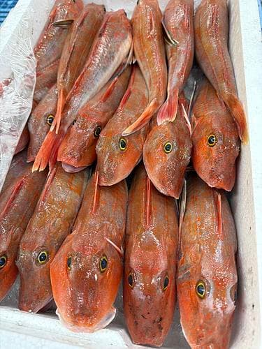 ホウボウ18入約7kg(底曳)