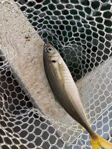 神経〆平アジ8入約3.5kg(釣)