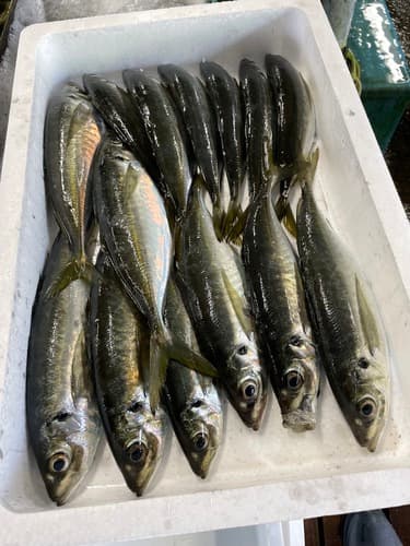 マアジ14入約2.7kg(定置)