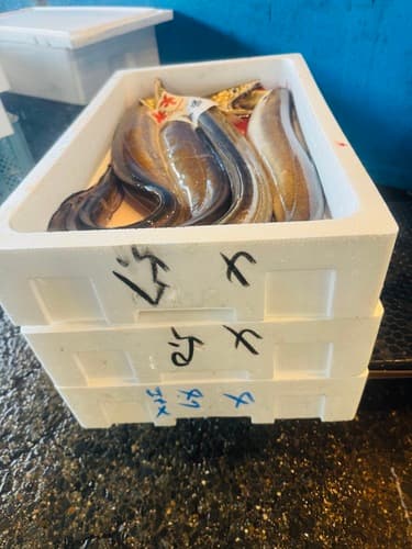 ハモ約5kg(底曳)