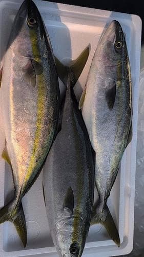 ツバス5入約4.8kg(巻網)