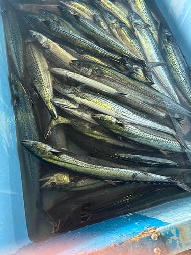 サワラ5-6入5-7k台約6kg(定置)